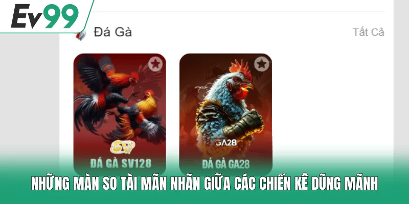 Đá Gà EV99 3 Những màn so tài mãn nhãn giữa các chiến kê dũng mãnh